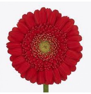 ΖΕΡΜΒΕΡΑ ΜΙΝΙ ΚΟΚΚΙΝΗ εισαγ. GERBERA MINI KETCHUP
